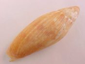 ....28132...(1)...Volutoconus grossi Iredale, 1927....71 mm. F+ solid. BIGGIE example with great lip but a slight ventral scar...Australia...$39 (1 available)