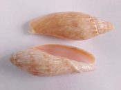 ....28133...(3)...Volutoconus grossi Iredale, 1927....61 to 68 mm. F+ to F++. Nice sized, quality specimens...Australia...$15 (3 available)