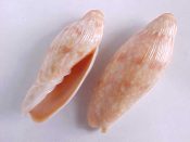 ....28134...(1)...Volutoconus grossi Iredale, 1927....54 mm. F+ to F++. Mid sized example of this formerly rare specie...Australia...SPECIAL!!...$10 (1 available)