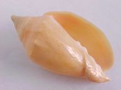 ....28551...(1)...Odontocymbiola saotomensis Calvo & Coltro, 1997....60 mm. F++. Beautiful, pastel orange specimen with just a hint of zig-zag pattern. Really, this one is a keeper!!...Brazil...$110 (1 available)