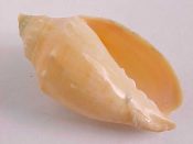 ....28593...(1)...Odontocymbiola saotomensis Calvo & Coltro, 1997....63 mm. F+ nicely - only missing the protoconch. Pastel orange-tan Volute, recently described & from restricted locality...Brazil...$95 (1 available)