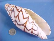 ....30888...(1)...Volutoconus bednalli Brazier, 1878....129 mm. F+ high. Large, delightful example...Indonesia...$220 (1 available) OVERSIZE