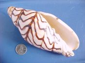 ....30889...(1)...Volutoconus bednalli Brazier, 1878....124 mm. F+ high - quite nice. Delightful specimen with typical pattern and thick & rounded adult lip...Indonesia...$200 (1 available) OVERSIZE