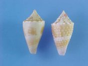 ....3452...(1)...Volutoconus grossi Iredale, 1927....53 mm. F++. Lovely, fully adult dwarf...Austalia...$27 (1 available)
