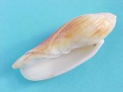 ....35250...(1)...Volutoconus grossi Iredale, 1927....54 mm. F++. Semi-dwarf specimen with good lip & complete protoconch...Australia..$15 (1 available)