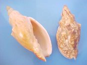 ....37313...(1pr)...Odontocymbiola americana Reeve, 1856....47 & 55 mm. F++. Extreme pattern pair, the bigger one with yellow tan background colour & almost no pattern, the other with the typical fine brown lines & triangles...Brazil...$25 (1 pair available)