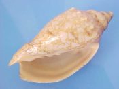 ....37316...(1)...Odontocymbiola saotomensis Calvo & Coltro, 1997....61.5 mm. F+ high. Good, big specimen of this fairly recently published species, with fine brown "tents" & axial lines...Brazil...$120 (1 available)