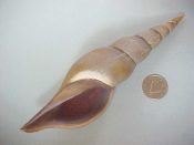 ....38380...(2)...Teremachia johnsoni Bartsch, 1942....146, 143 mm. F+ high. With just one or two minor growth marks on the upper whorls, these big, beautiful pastel violet-gray specimens have complete apex & fully intact, sinuous lips...Philippines...$110 (2 available)