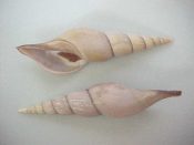 ....38381...(3)...Teremachia johnsoni Bartsch, 1942....133 to 137 mm. F+ high. Gorgeous examples in rich purple-gray, with fully intact and slightly flared, curved lips...Philippines...$95 (3 available)