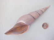 ....39117...(2)...Teremachia johnsoni Bartsch, 1942....138, 142 mm. F++. Glorious, graceful and elegant lavender-gray, with intact apex & great lips...Philippines...$85 (2 available) OVERSIZE