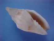 ....39146...(1)...Notovoluta verconis Tate, 1892....34 mm. Gem. Superb specimen of this rare little Volute...Australia...$60 (1 available)