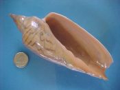 ....41379...(1)...Zidona dufresnei Donaovan, 1823....125 mm. F+. Good example, live taken and glossy, but with a small anterior chip on an otherwise great lip...Argentina...$22