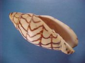 ....41620...(1)...Volutoconus bednalli Brazier, 1878....100 mm. F+. Nice bargain specimen with intact, thickened lip and a great ventral display, but a few dorsal sponge pin-holes...Indonesia...$145 (1 available)