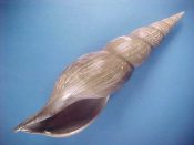 ....41623...(1)...Teremachia johnsoni Bartsch, 1942....150 mm. F++. Good, big specimen of the nominate form, with charcteristic olive green colour...Philippines...$95 (1 available)