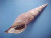 ....41624...(1)...Teremachia johnsoni fm. williamsorum Rehder, 1972....128 mm. F+ w/o. The China Sea form, pastel purple gray. A break on the body whorl, but with great lip and canal...Taiwan...$115 (1 available)