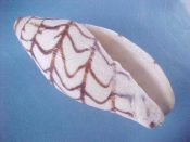 ....41712...(1)...Volutoconus bednalli Brazier, 1878....75 mm. F. Inexpensive starter specimen of this famous rarity, smaller, and with some sponge hole damage, but with lovely classic bednalli pattern ...Indonesia...$60 (1 available)