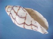 ....41713...(1)...Volutoconus bednalli Brazier, 1878....79 mm. F. Decent sub-adult starter specimen, with thin, rough lip but a great dorsal display of the classic pattern...Indonesia...$65 (1 available)