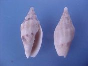 ....41808...(2)...Notovoluta verconis Tate, 1892....36 mm. F++. Nice, complete, larger specimens of this smaller cool water specie...Australia...$49 (2 available)