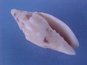 ....41809...(1)...Notovoluta verconis Tate, 1892....32 mm. F++. Great example with a band of scattered brown markings...Australia...$45 (1 available)