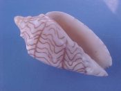 ....41810...(1)...Paramoria guntheri E. A. Smith, 1886....51 mm. F++. Great specimen of this rare specie with amazing wavy lined pattern...Australia...$140 (1 available)