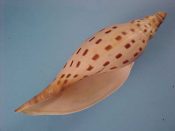 ....42647...(1)...Scaphella dubia fm. kieneri Clench, 1946....105 mm. F+. Nice mid sized example of this scarce American Volute, with a mild dorsal growth line, but a perfectly intact lip!...Gulf of Mexico...$125 (1 available)