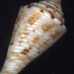 Conus baileyi Rockel & Da Motta, 1979...24.5mm. ..Philippines.