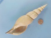 ....43121...(1)...Teremachia johnsoni Bartsch, 1942....162 mm. F++. Larger than average example, pastel lavender-gray and with fine lip...Philippines...$115 (1 available)