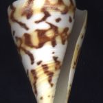 Conus centurio Born, 1778...52mm. ..Columbia.