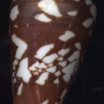 Conus amadis casteneofasciatus Dautzenberg, 1937...61mm. SPLENDID!! ..Thailand.