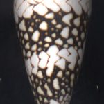 Conus bandanus vidua Reeve, 1843...48mm. Excellent example of the form! ..Philippines