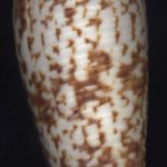 Conus australis Holten,1802...85mm. ..Taiwan.