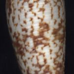 Conus australis Holten,1802...85mm. ..Taiwan.