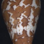 Conus archon Broderip, 1833...59mm. Pattern is awsome as well!! ..Costa Rica.