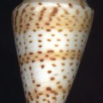 Conus delessertii Recluz,1843...53mm. F++ ..Florida.