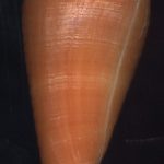 Conus daucus Hwass, 1792...39mm. Solid, DARK orange - a real treat!! ..Martinique.