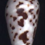 Conus floccatus Sowerby,1841..40.5mm. Good locality! ..New Hebrides.