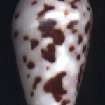 Conus floccatus Sowerby,1841..40.5mm. Good locality! ..New Hebrides.