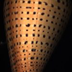 Conus betulinus Linne, 1758.95mm. Very exceptional pattern - a display piece! ..Philippines.