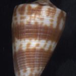 Conus dampierensis Coomans &Fisher, 1985..25mm. Definitely not damp - this is a knock-em-down, drag-em-out specimen of this seldom-seen species!! ..W. Australia.
