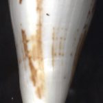 Conus bayani Jousseaume, 1872 ...68mm. GIANT!! (beats Rice in any case!). ..SE India.