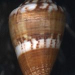 Conus cumingii Reeve, 1848...39mm. (handsome, too!!). ..Solomon Is.