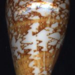 Conus amadis Gmelin, 1791..81mm. Just take a look a scan, and fall in love. ..India.