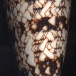 Conus araneosus nicobaricus Hwass, 1792..75mm. Completely "classic"! ..Nicobar Is.