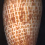 Conus armadillo Shikama, 1971...68mm. Top-notch - a real dillo! ..Philippines.