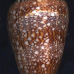 Conus dalli Stearns, 1830... 52mm. Well, hello, dalli! ..Panama.