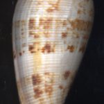 Conus compressus Sowerby, 1866...42mm. Light, Very pleasing pattern. ..S. Australia.