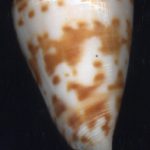 Conus advertex Garnard, 1961..28mm. ..Australia.