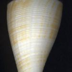 Conus garciai Da Motta, 1982 ...56.8mm. A good large specimen! ..Roatan Is.