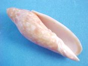 ....5963...(1)...Volutoconus grossi Iredale, 1927....67 mm. F++. Tan & orange mottled with faint brownish bands - nice!...Australia...$24 new price (1 available)