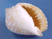 (1) Malea pomum Linne, 1758....59 mm. F++. Bright, crisp colors & pattern...Zanzibar...$6 (1 available)